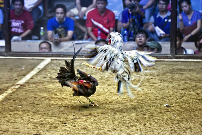 Đá gà cựa dao - Bộ môn giải trí truyền thống