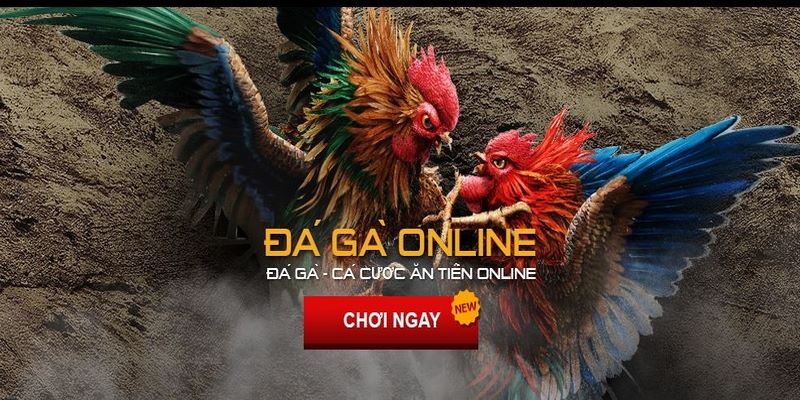 Anh em cần học hỏi thêm kinh nghiệm để chơi đá gà online thành công